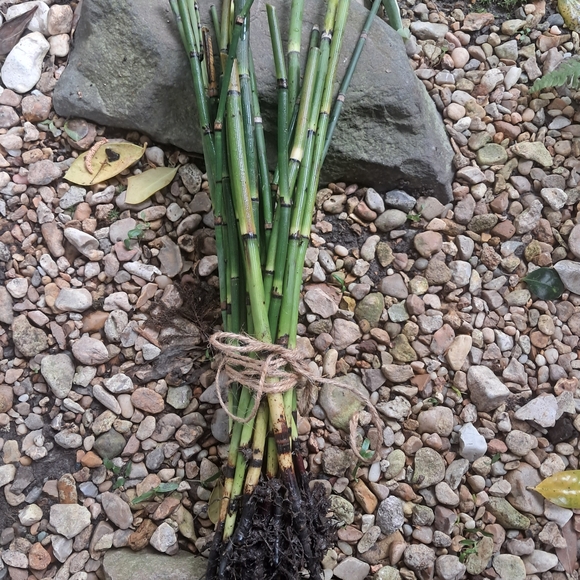 Horsetail, Approximately 25 Reeds w/ Roots - Picture 4 of 8